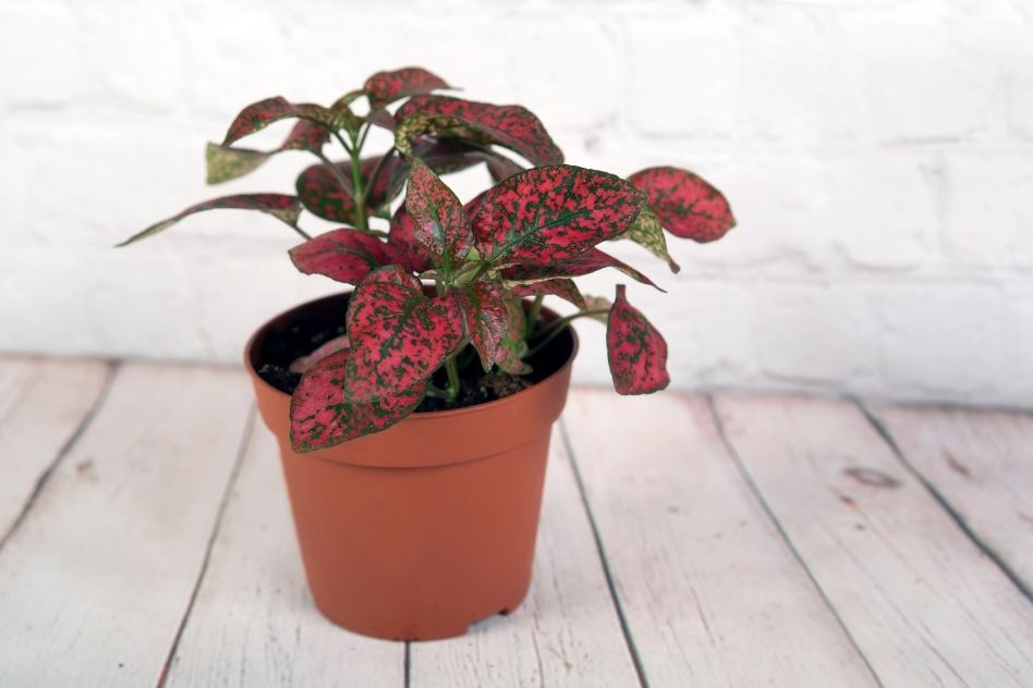 House Plants: Polka Dot Plant Care Guide - Anna in the House